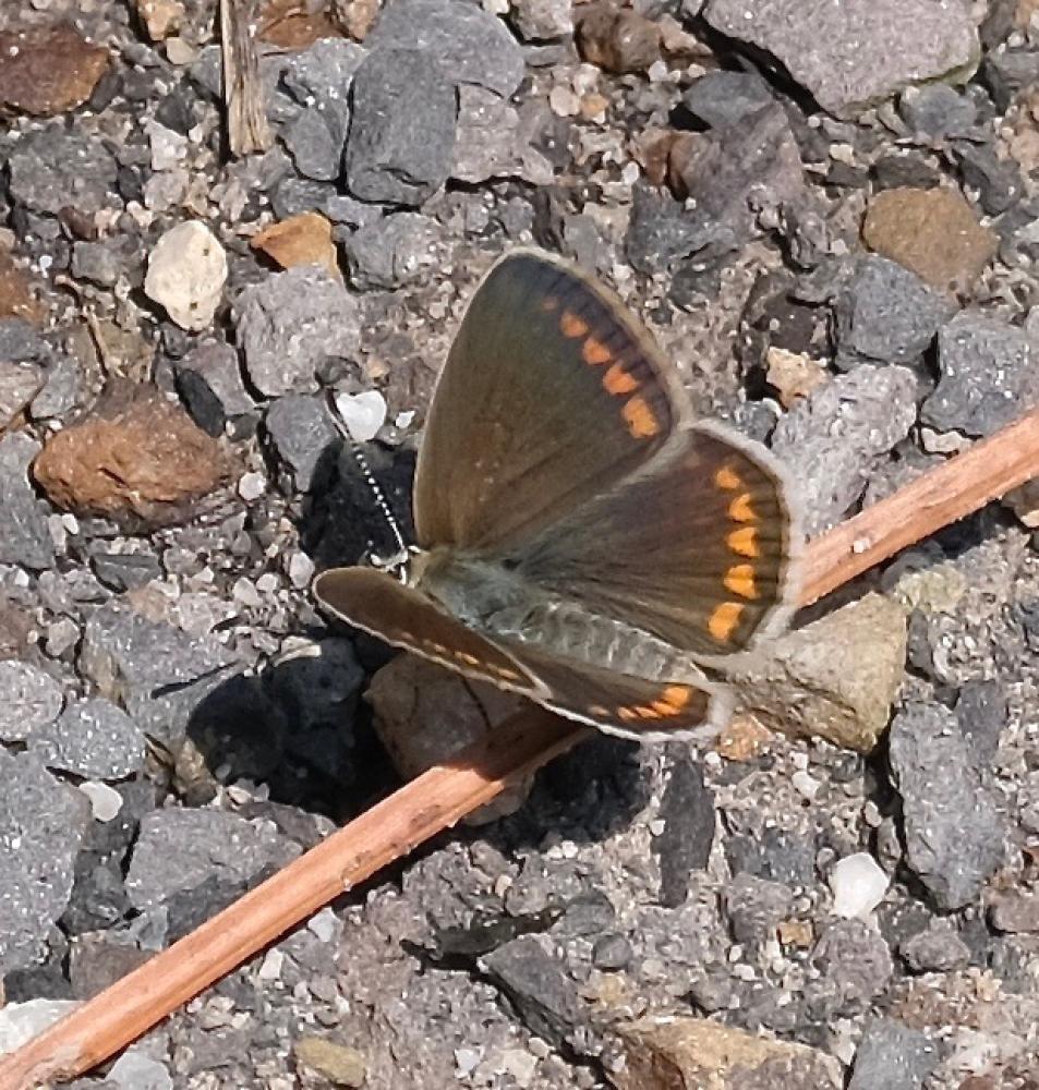 Collier-de-corail (Le), Argus brun (L') Aricia agestis (Denis & Schiffermüller, 1775)