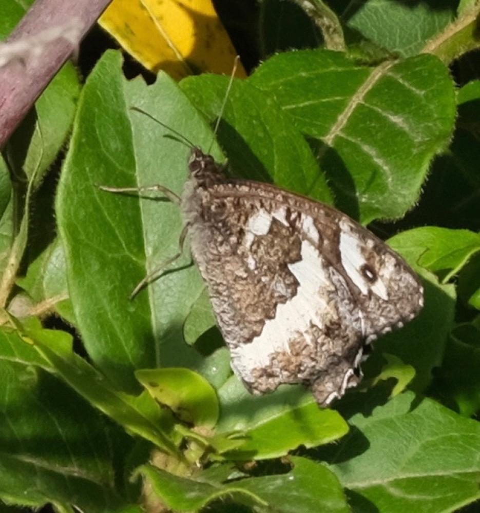 Le Silène (Le), Circé (Le) Brintesia circe (Fabricius, 1775)