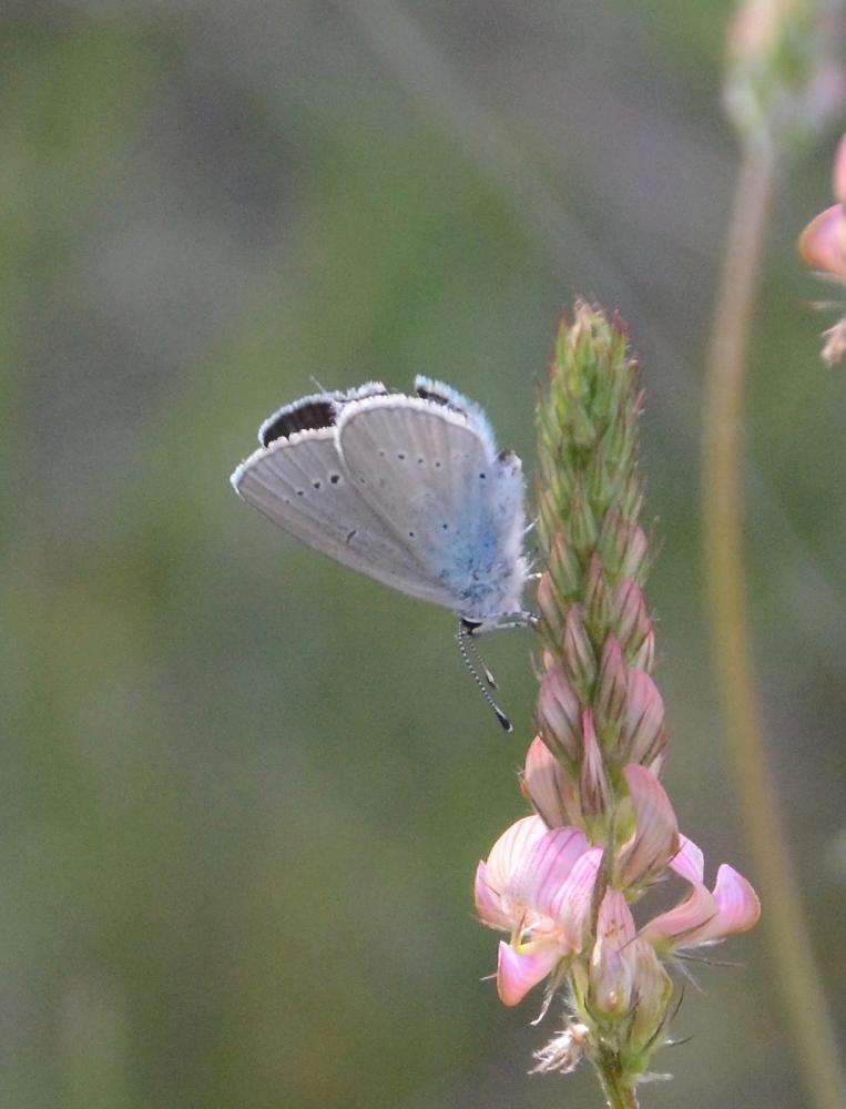 Azuré de la Chevrette (L'), Azuré osiris (L'),  Pe Cupido osiris (Meigen, 1829)