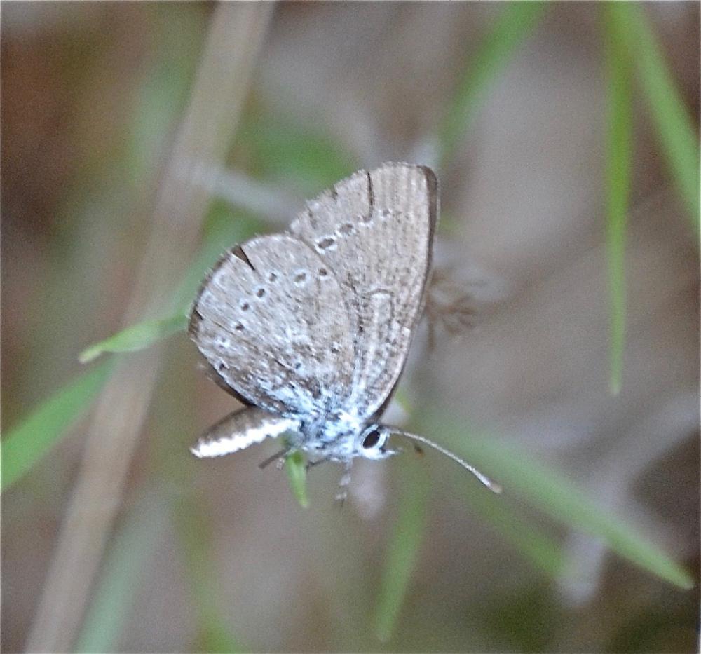 Azuré de la Badasse (L') Glaucopsyche melanops (Boisduval, 1828)