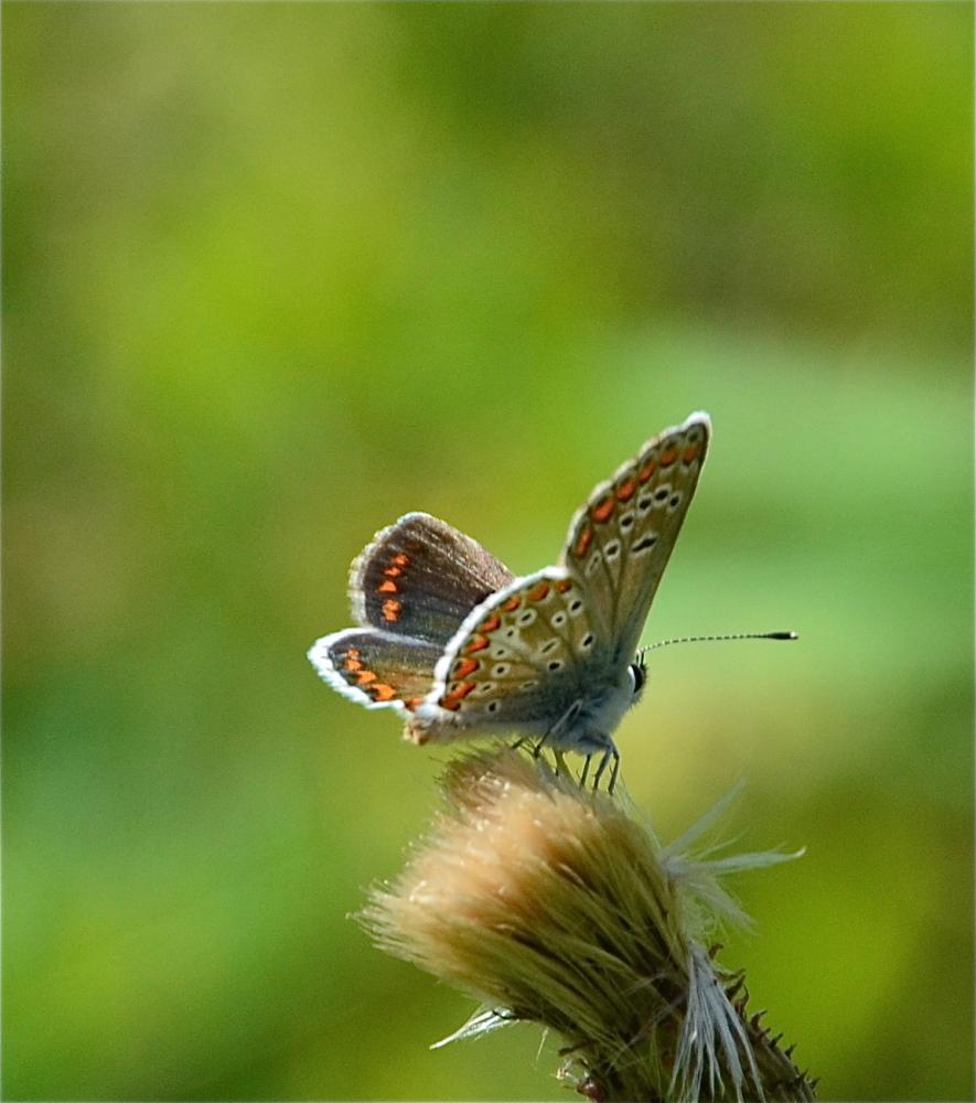  Aricia montensis Verity, 1928