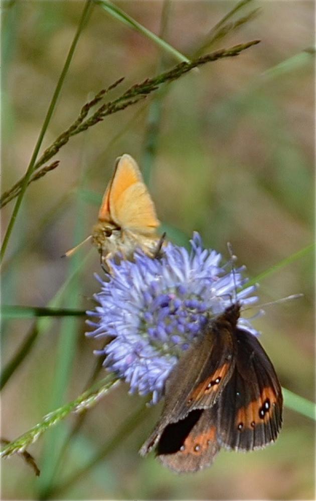 Moiré des Fétuques (Le) Erebia meolans (Prunner, 1798)