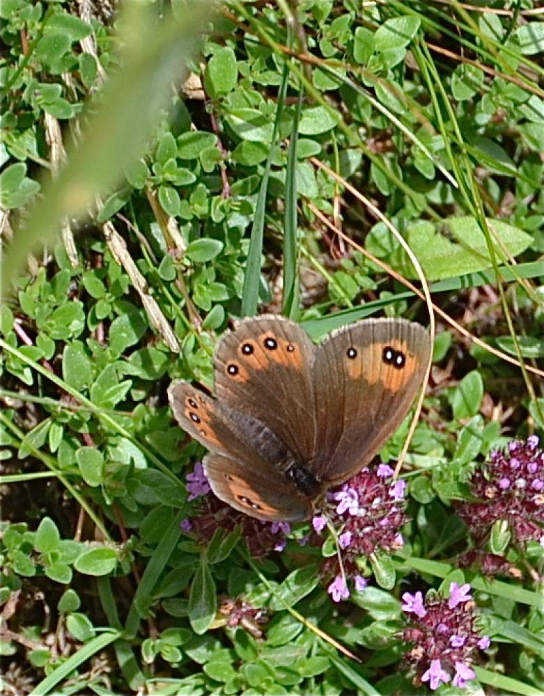 Moiré des Fétuques (Le) Erebia meolans (Prunner, 1798)