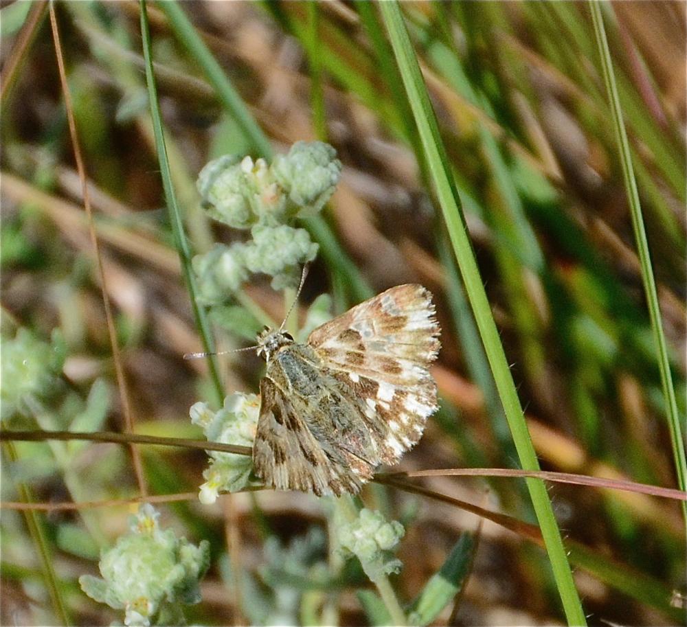 Hespérie de l'Épiaire (L'), Hespérie de la Lavatèr Carcharodus lavatherae (Esper, 1783)