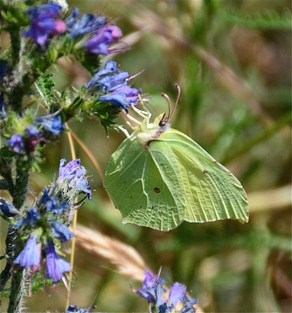 Citron (Le), Limon (Le), Piéride du Nerprun (La) Gonepteryx rhamni (Linnaeus, 1758)