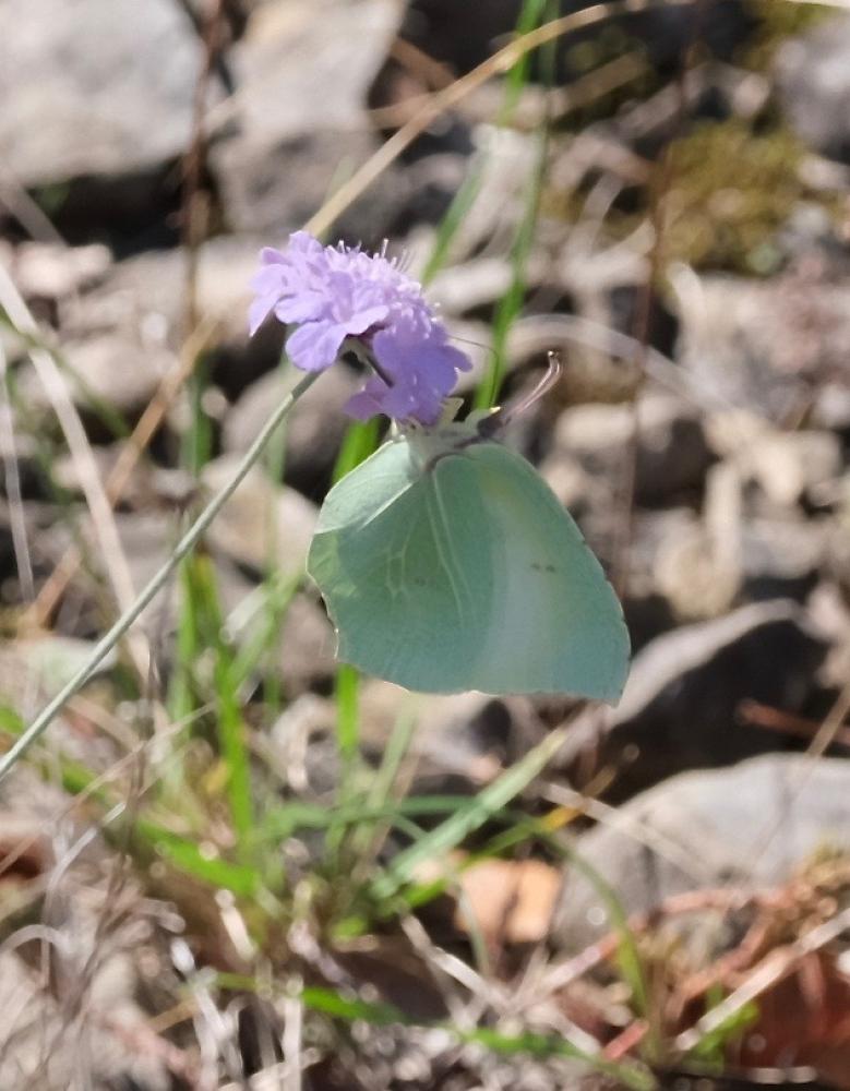 Citron (Le), Limon (Le), Piéride du Nerprun (La) Gonepteryx rhamni (Linnaeus, 1758)