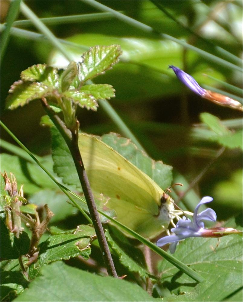 Citron (Le), Limon (Le), Piéride du Nerprun (La) Gonepteryx rhamni (Linnaeus, 1758)