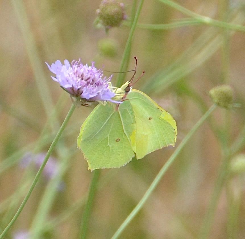 Citron (Le), Limon (Le), Piéride du Nerprun (La) Gonepteryx rhamni (Linnaeus, 1758)