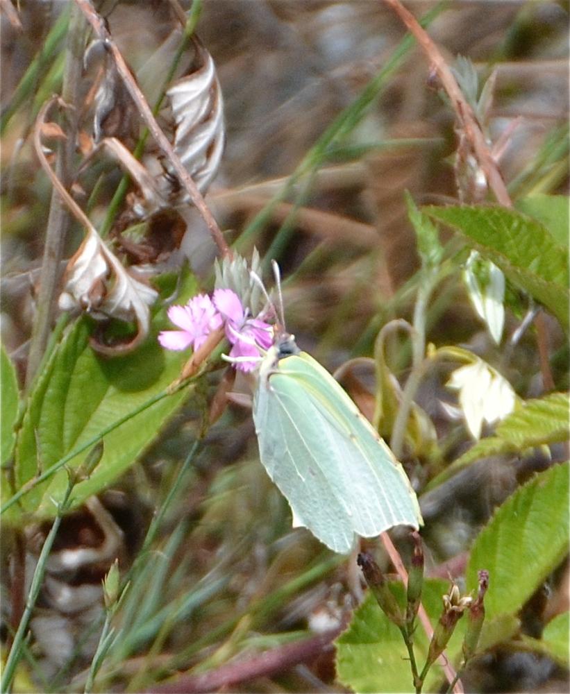 Citron (Le), Limon (Le), Piéride du Nerprun (La) Gonepteryx rhamni (Linnaeus, 1758)