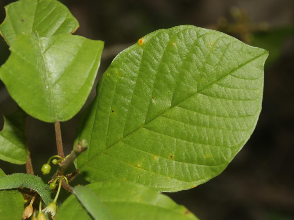 Bourgène Frangula alnus Mill., 1768