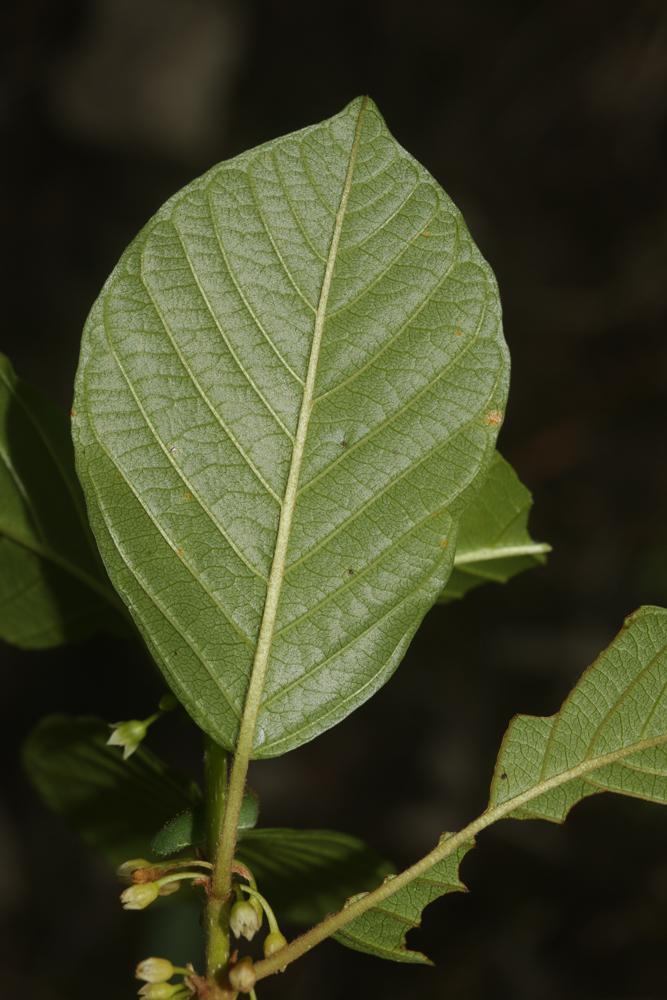 Bourgène Frangula alnus Mill., 1768
