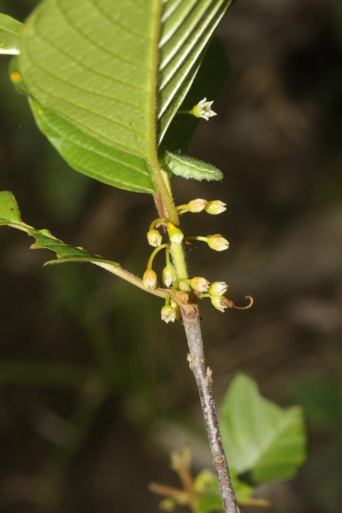 Bourgène Frangula alnus Mill., 1768