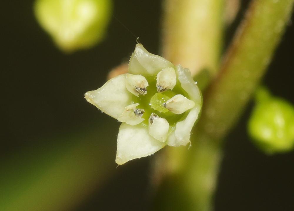 Bourgène Frangula alnus Mill., 1768