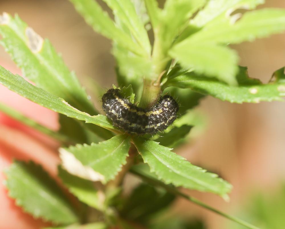 Zygènule des Genêts (La) Heterogynis penella (Hübner, 1819)