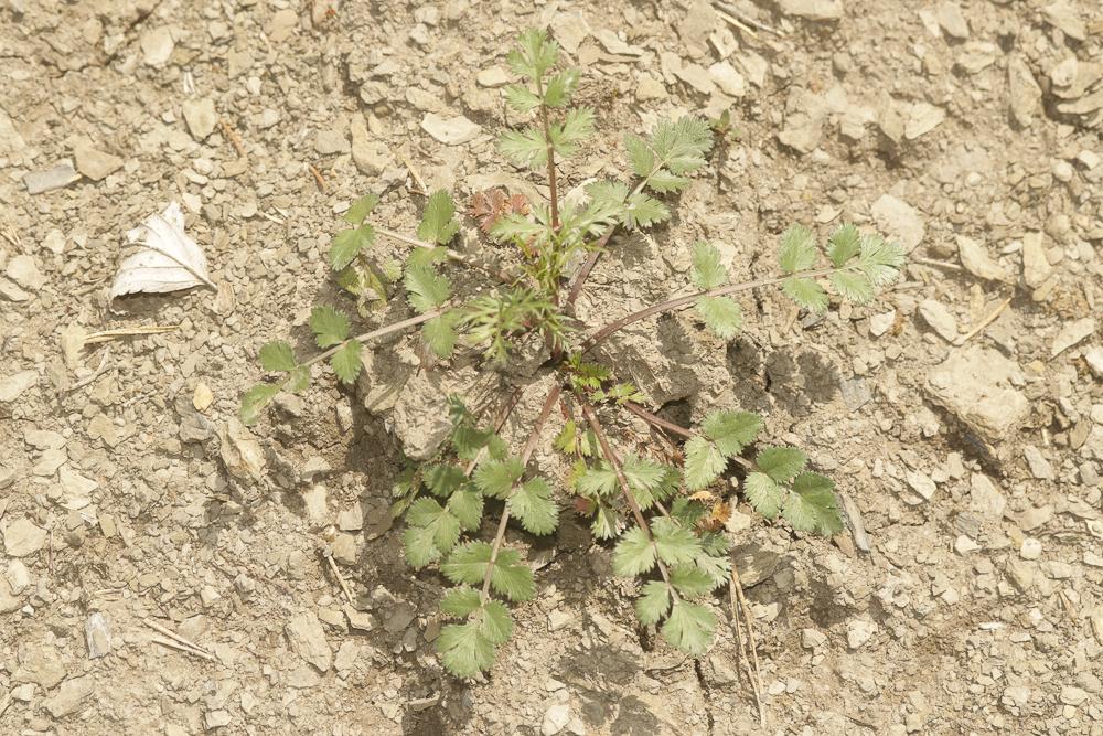 Ptychotis à feuilles variées Ptychotis saxifraga (L.) Loret & Barrandon, 1876
