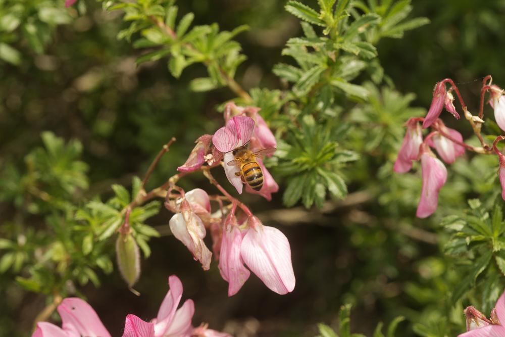 Abeille domestique, Abeille européenne, Abeille me Apis mellifera Linnaeus, 1758