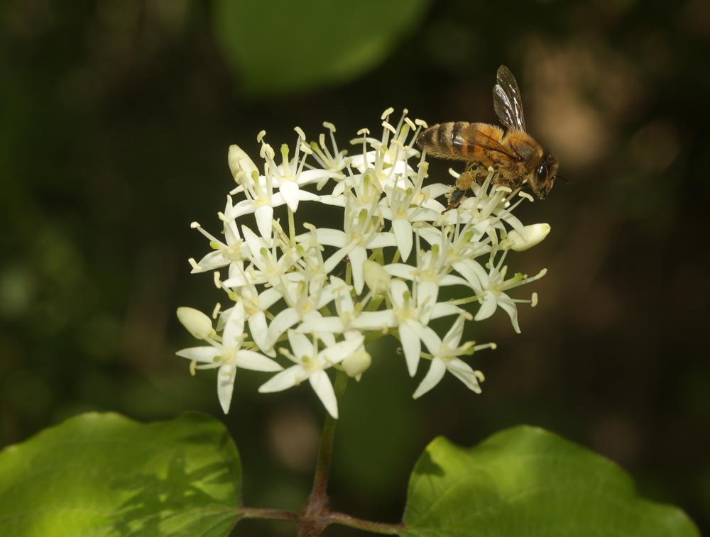 Abeille domestique, Abeille européenne, Abeille me Apis mellifera Linnaeus, 1758