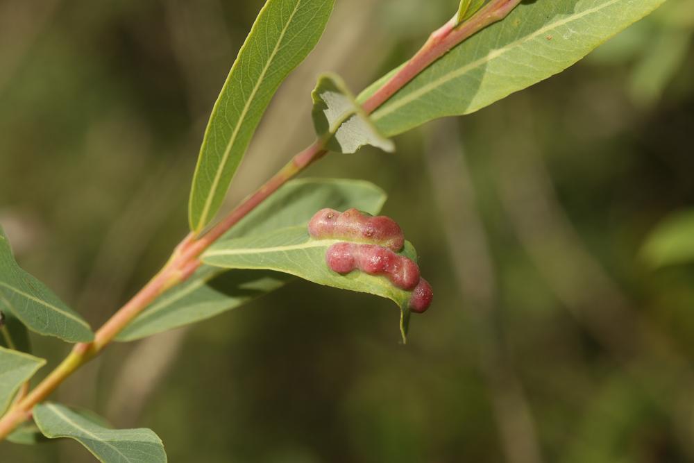  Euura virilis (Zirngiebl, 1955)