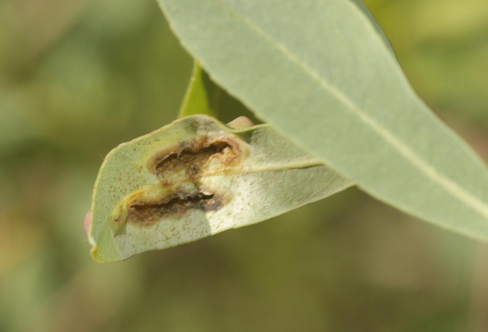  Euura virilis (Zirngiebl, 1955)