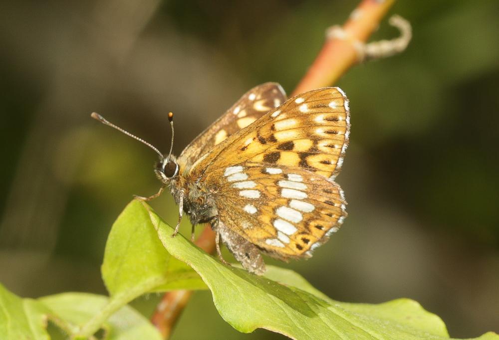 Lucine (La), Fauve à taches blanches (Le), Faune à Hamearis lucina (Linnaeus, 1758)