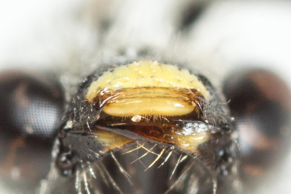  Lasioglossum albipes (Fabricius, 1781)