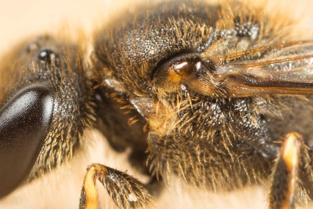  Lasioglossum albipes (Fabricius, 1781)