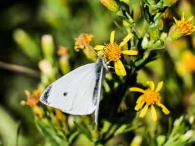 Piéride de la Rave (La), Petit Blanc du Chou (Le), Pieris rapae (Linnaeus, 1758)