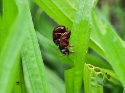  Chrysolina bankii (Fabricius, 1775)