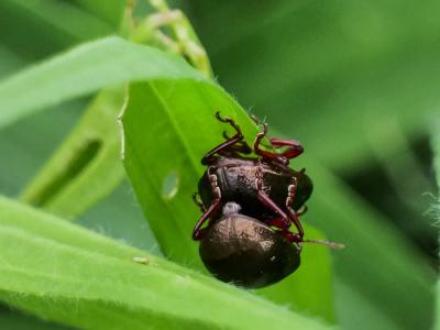  Chrysolina bankii (Fabricius, 1775)