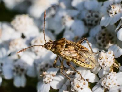  Stictopleurus punctatonervosus (Goeze, 1778)
