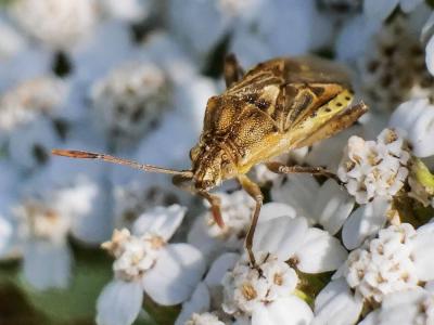  Stictopleurus punctatonervosus (Goeze, 1778)