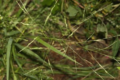 Panic à fleurs dichotomes, Panic dichotome Panicum dichotomiflorum Michx., 1803
