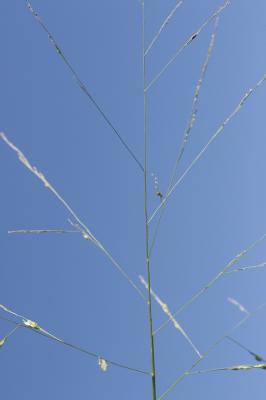 Panic à fleurs dichotomes, Panic dichotome Panicum dichotomiflorum Michx., 1803