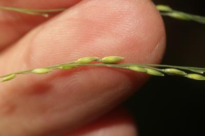 Panic à fleurs dichotomes, Panic dichotome Panicum dichotomiflorum Michx., 1803