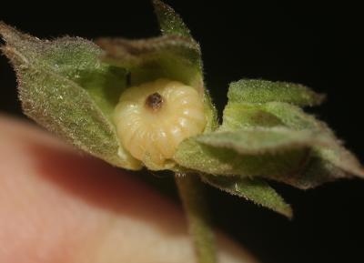 Guimauve faux-chanvre Althaea cannabina L., 1753