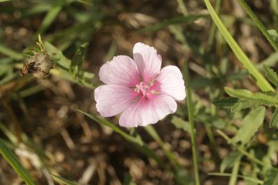 Guimauve faux-chanvre Althaea cannabina L., 1753