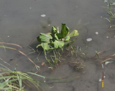  Pistia stratiotes L., 1753