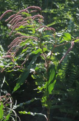 Renouée à feuilles de patience, Renouée gonflée Persicaria lapathifolia (L.) Delarbre, 1800