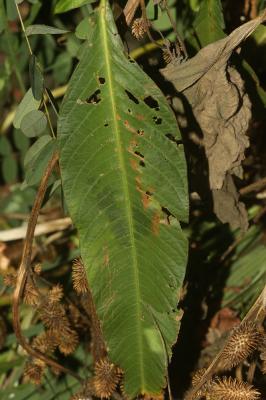 Renouée à feuilles de patience, Renouée gonflée Persicaria lapathifolia (L.) Delarbre, 1800