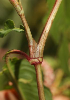 Renouée à feuilles de patience, Renouée gonflée Persicaria lapathifolia (L.) Delarbre, 1800