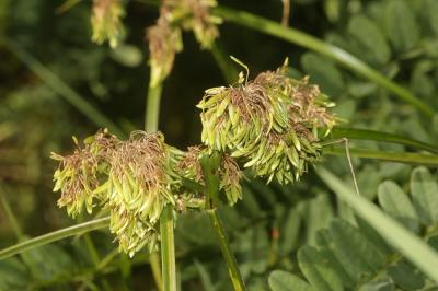 Souchet vigoureux, Souchet robuste Cyperus eragrostis Lam., 1791