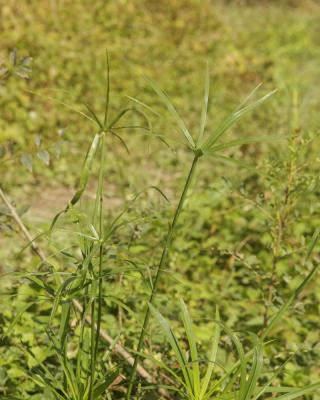  Cyperus alternifolius L., 1767