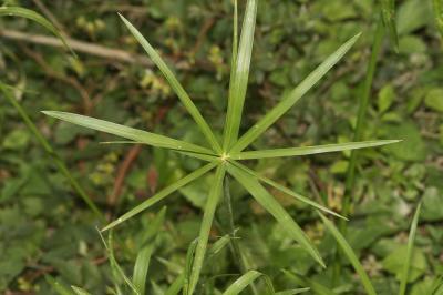  Cyperus alternifolius L., 1767