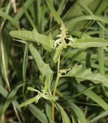 Arroche de Tartarie Atriplex tatarica L., 1753