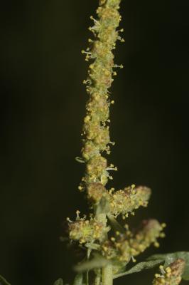 Arroche de Tartarie Atriplex tatarica L., 1753