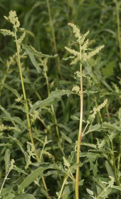 Arroche de Tartarie Atriplex tatarica L., 1753