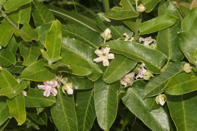 Araujia Araujia sericifera Brot., 1818