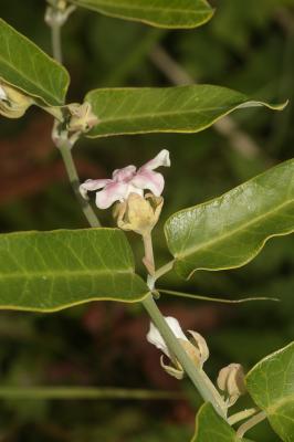 Araujia Araujia sericifera Brot., 1818
