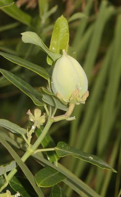 Araujia Araujia sericifera Brot., 1818
