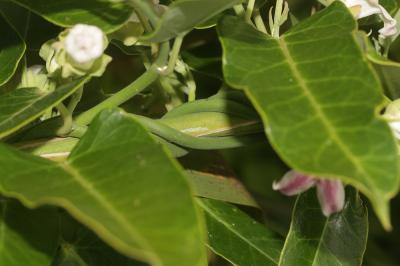 Araujia Araujia sericifera Brot., 1818